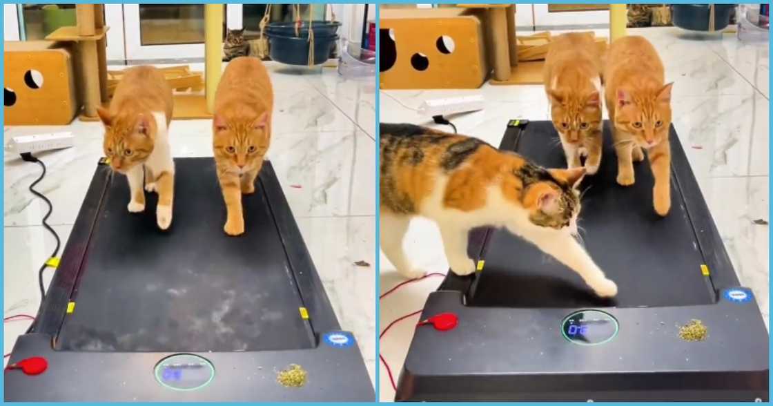 Cats on treadmill