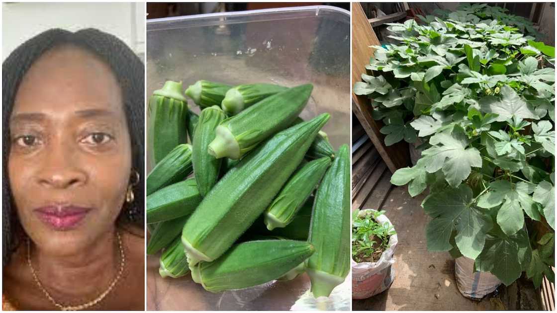 Woman Showcases Fresh Okro she Harvested from Cement Sack Farming, Says Husband will Eat Sweet Soup Woman Showcases Fresh Okro she Harvested from Cement Sack Farming, Says Husband will Eat Sweet Soup