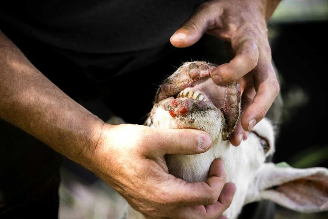 A sheep with bluetongue virus being inspected in The Netherlands in July 2022 A sheep with bluetongue virus being inspected in The Netherlands in July 2022