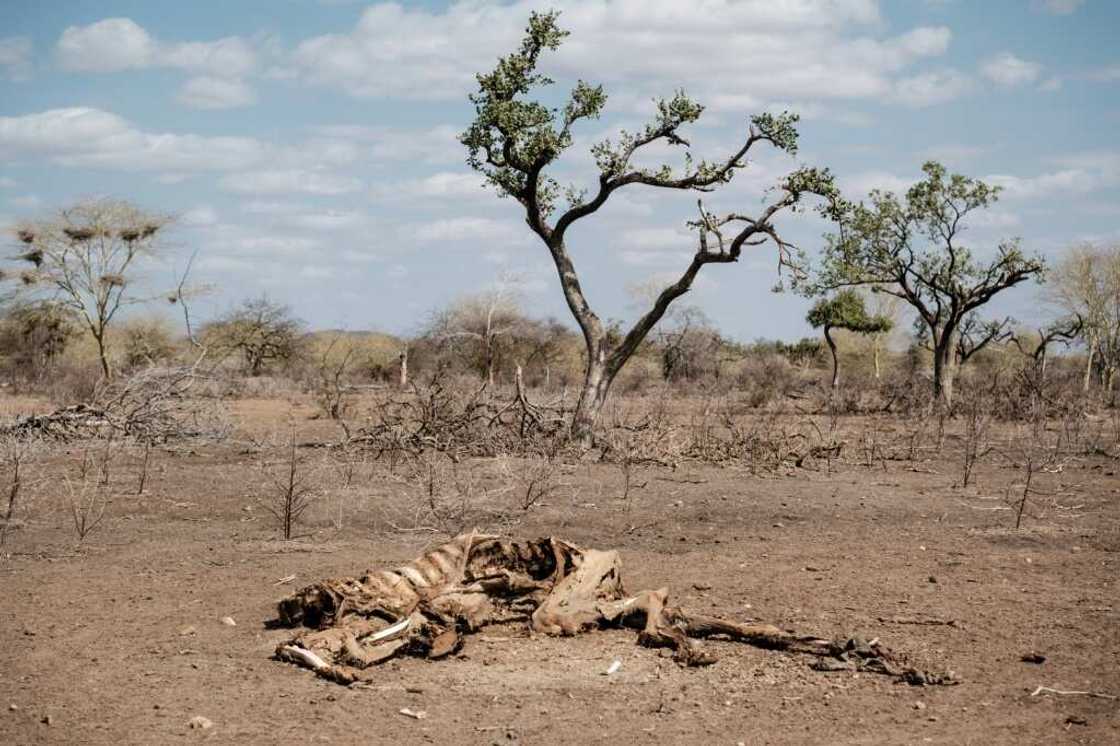 The drought devastating the Horn of Africa is the worst in four decades The drought devastating the Horn of Africa is the worst in four decades