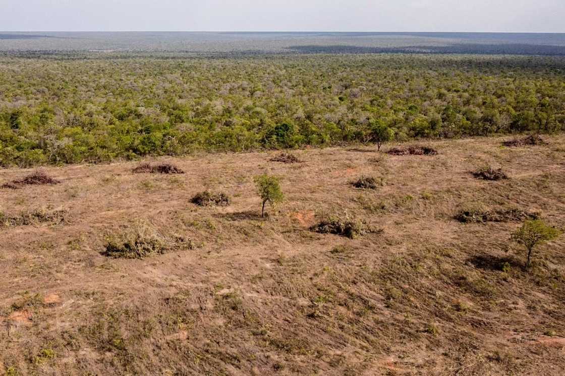 Aerial image showing the destruction of native vegetation in the Cerrado savanna in Sao Desiderio, Brazil Aerial image showing the destruction of native vegetation in the Cerrado savanna in Sao Desiderio, Brazil