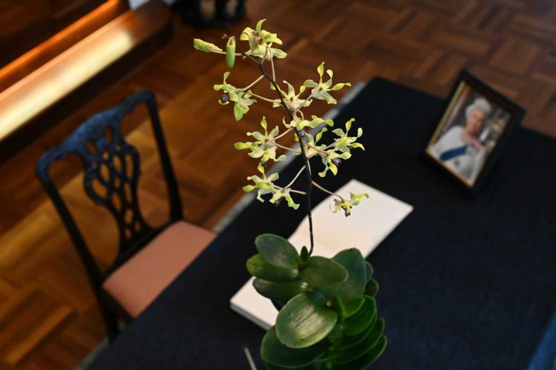 Flowering just twice a year, the Dendrobium Elizabeth was bred from orchids originating from Singapore and Papua New Guinea Flowering just twice a year, the Dendrobium Elizabeth was bred from orchids originating from Singapore and Papua New Guinea