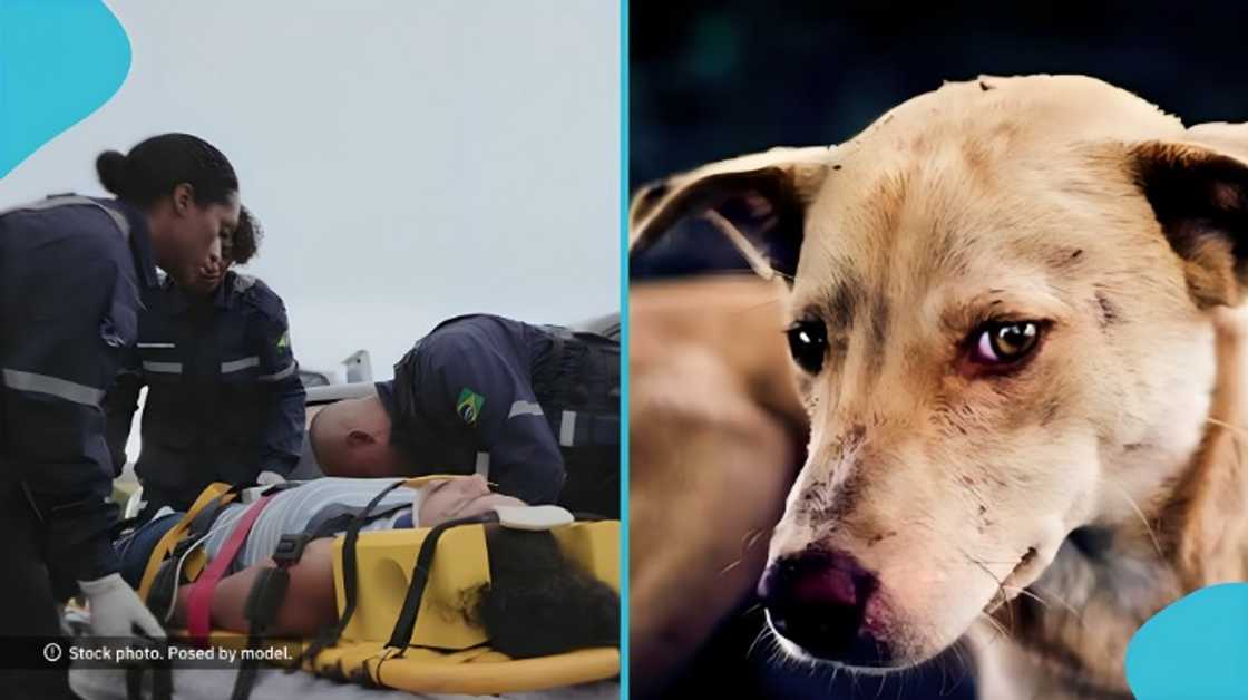 Rabies cases rise in Ghana, rabies vaccination coverage, dog bites Sekondi, rabies deaths 2026, stray dogs, rabies, public health concern rabies, veterinary authorities, critical rabies situation, community myths rabies, vaccination drive rabies
