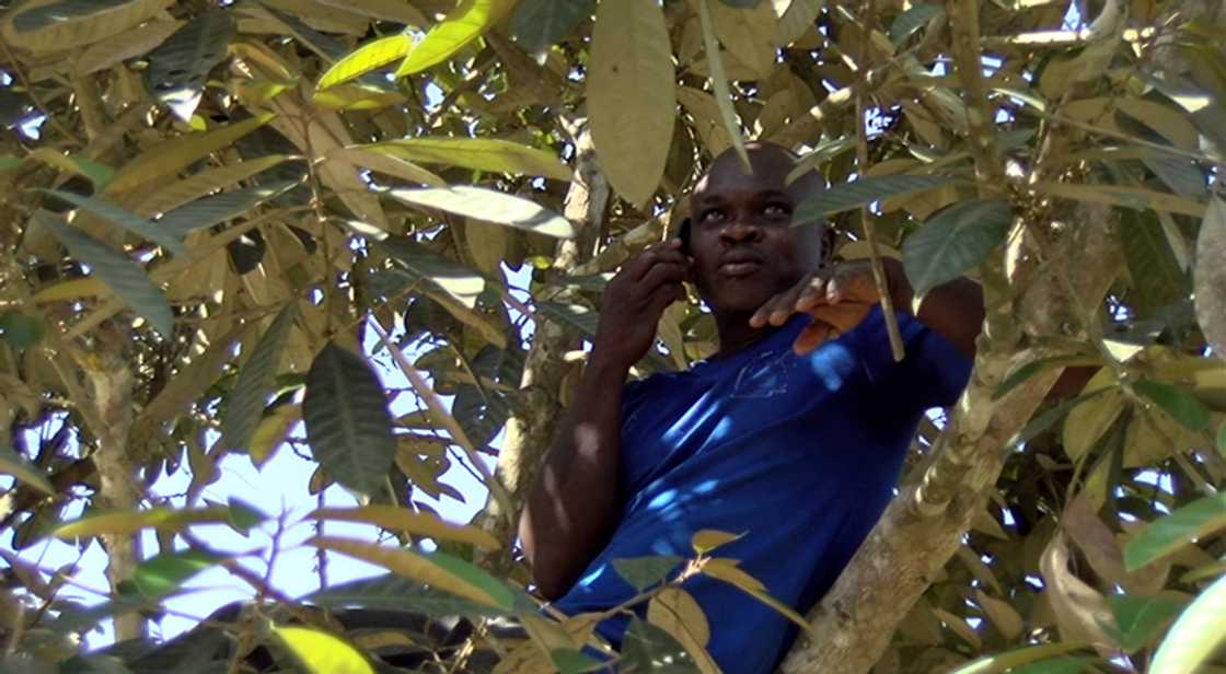 At Akyem-Tafo Nobi, you must climb a tree to receive a phone call