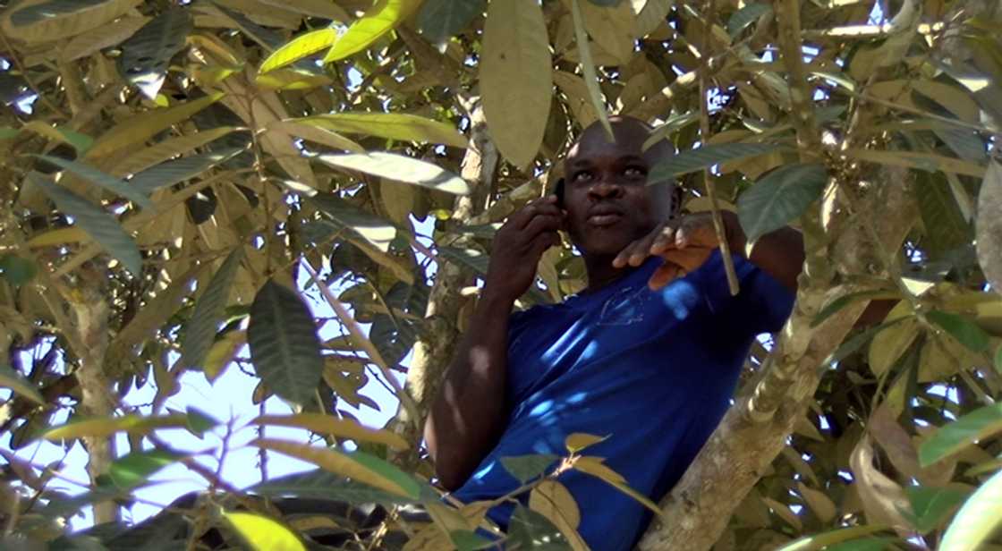 At Akyem-Tafo Nobi, you must climb a tree to receive a phone call At Akyem-Tafo Nobi, you must climb a tree to receive a phone call