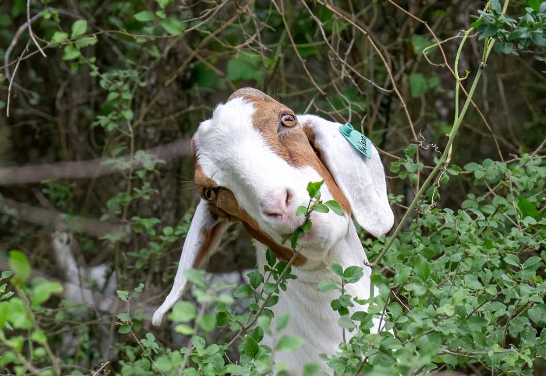 One of the goat squad eating overgrown vegetation in an environmentally-friendly initiatve at the Brackenridge Park Conservancy in San Antonio, Texas, on June 22, 2023 One of the goat squad eating overgrown vegetation in an environmentally-friendly initiatve at the Brackenridge Park Conservancy in San Antonio, Texas, on June 22, 2023
