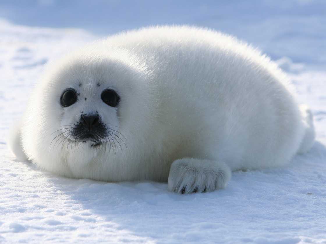 Harp Seal is in the West Ice Harp Seal is in the West Ice