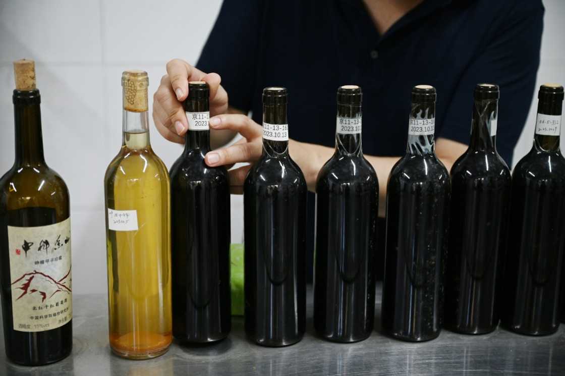 While in the past hybrid grapes were not thought to make particularly drikable wine, they are now more widely used While in the past hybrid grapes were not thought to make particularly drikable wine, they are now more widely used