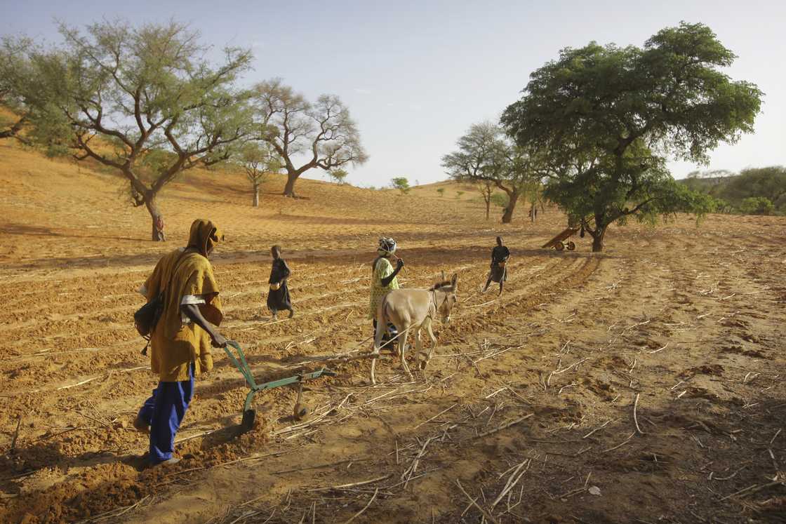 A group of people farming A group of people farming