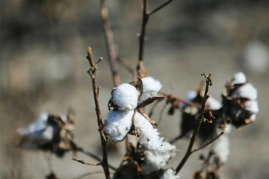 Texas produces almost half of America's cotton, and the United States is the world's third largest supplier, behind India and China. This year, national production will hit its lowest level since 2015, down 21 percent year-on-year, and Texas will suffer a 58 percent drop Texas produces almost half of America's cotton, and the United States is the world's third largest supplier, behind India and China. This year, national production will hit its lowest level since 2015, down 21 percent year-on-year, and Texas will suffer a 58 percent drop