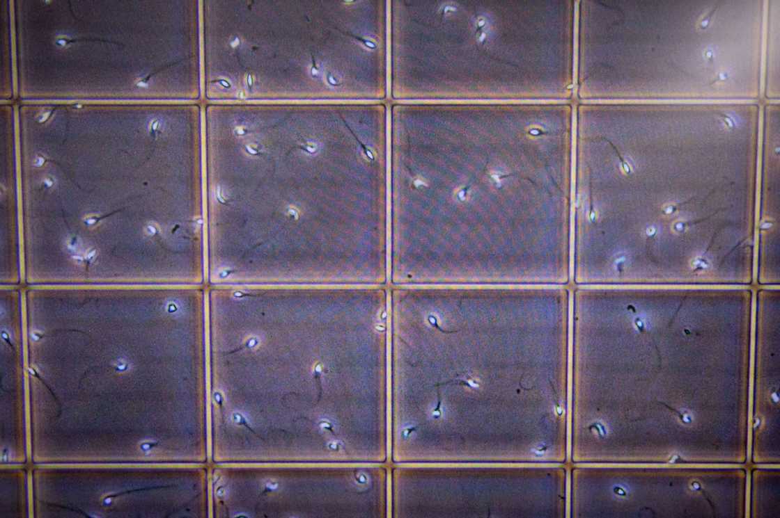 For decades, anonymous sperm donation has existed in a legal grey zone in Japan, with no law explicitly prohibiting it, but no framework to govern it either For decades, anonymous sperm donation has existed in a legal grey zone in Japan, with no law explicitly prohibiting it, but no framework to govern it either