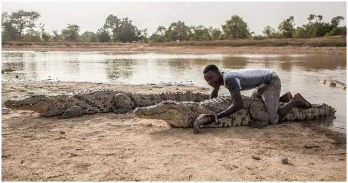 A man tries to position himself well on the crocodile A man tries to position himself well on the crocodile