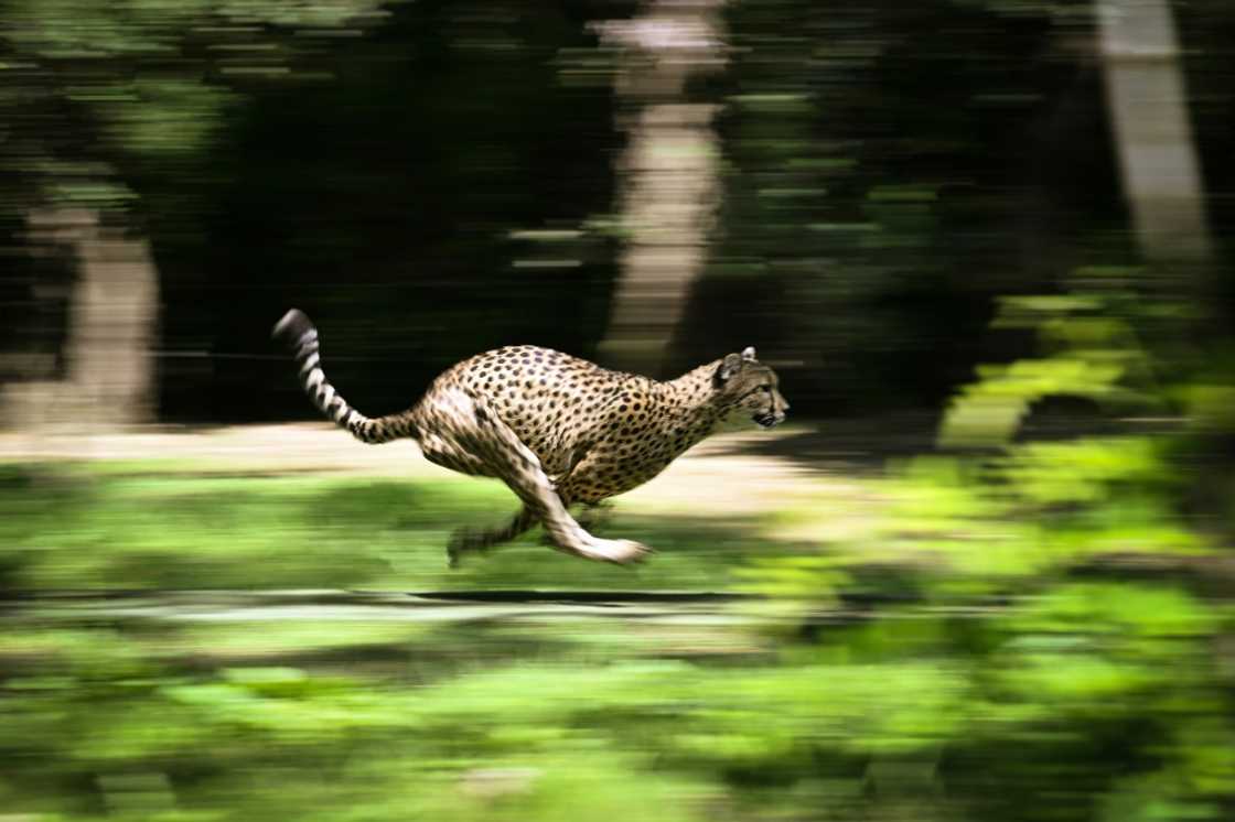 The cheetah is the fastest land animal on Earth The cheetah is the fastest land animal on Earth
