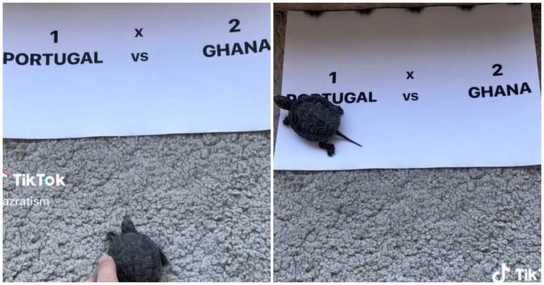 Photo of tortoise Photo of tortoise