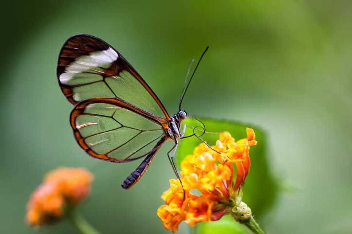 the cutest animal in the world the cutest animal in the world