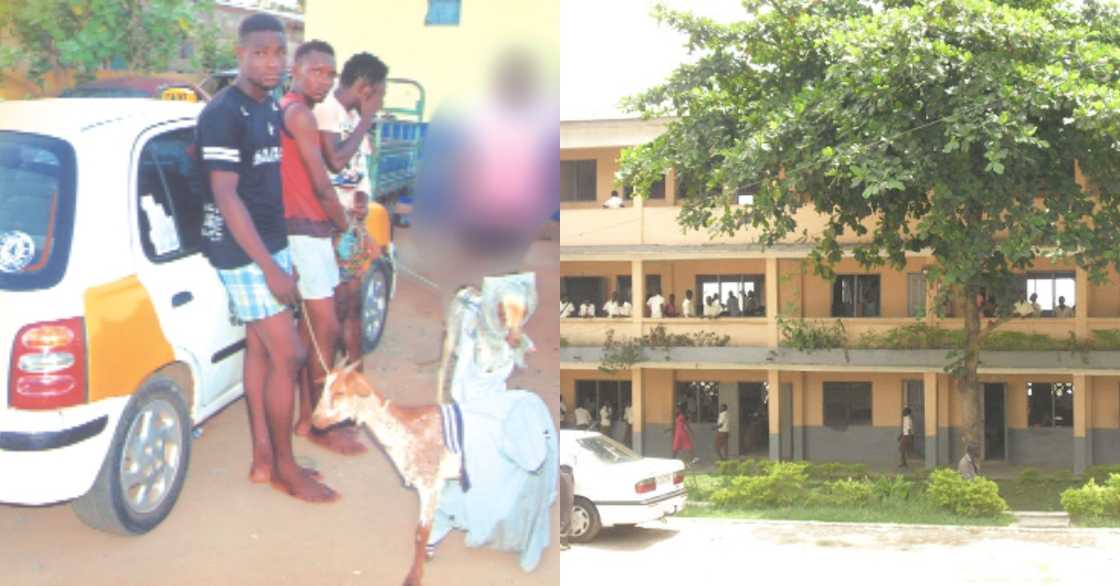 3 Adventist SHS students in Kumasi steal their housemaster's goat; get 'deboardinized' 3 Adventist SHS students in Kumasi steal their housemaster's goat; get 'deboardinized'