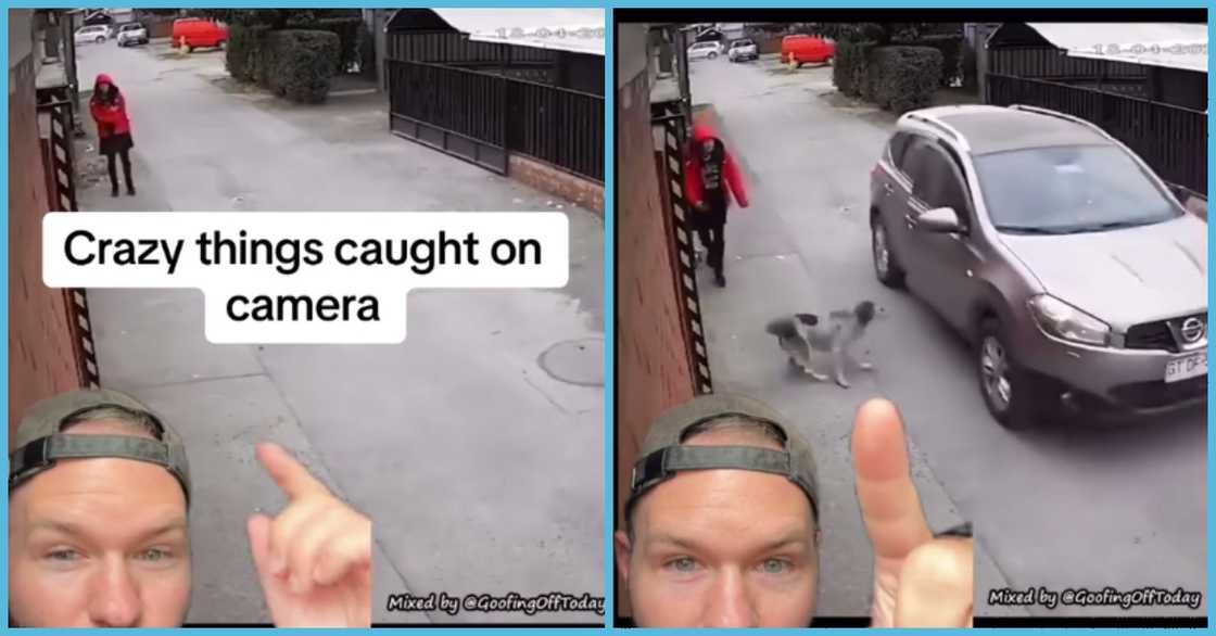 Dog stops kidnapping Dog stops kidnapping