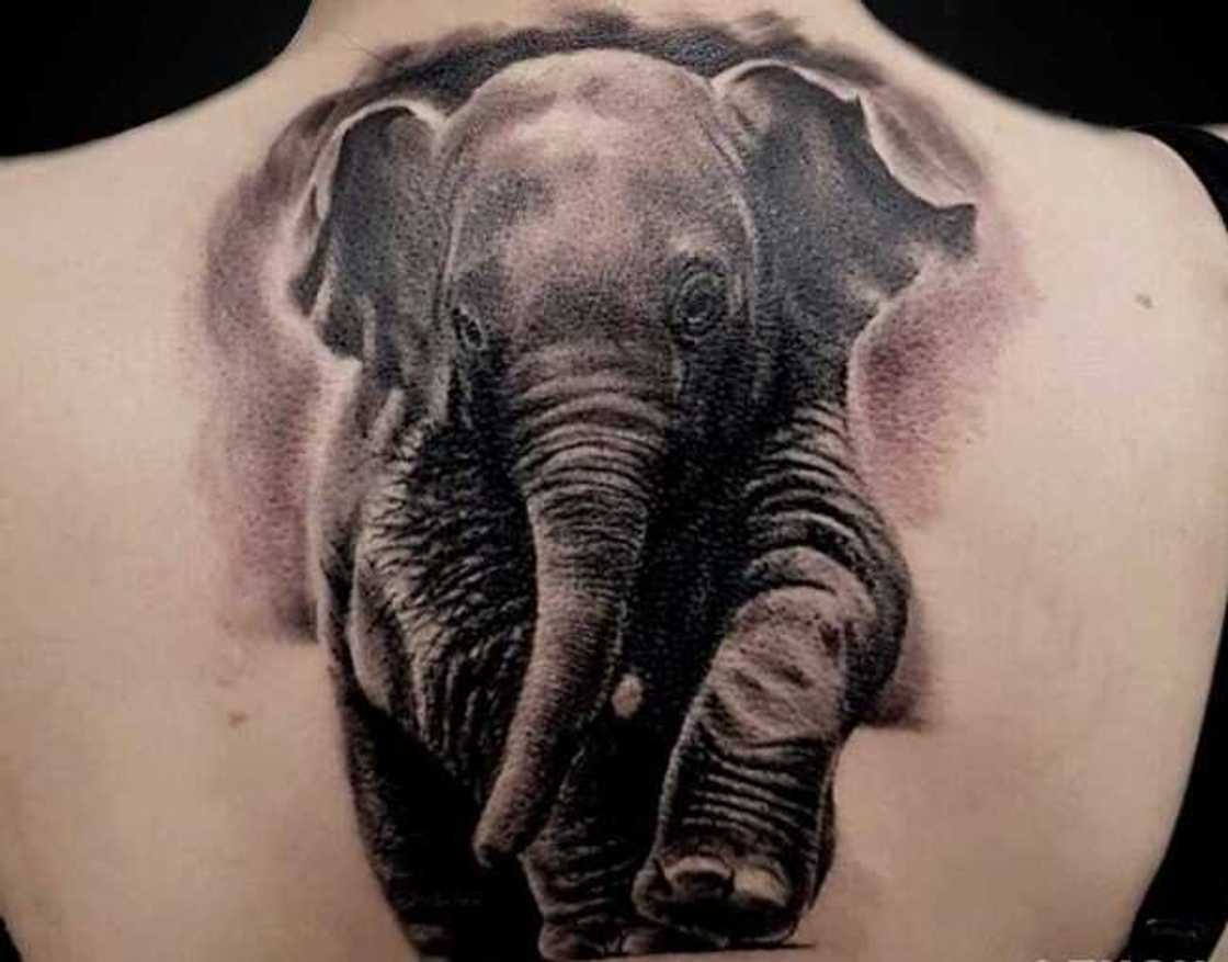 Elephant tattoo Elephant tattoo