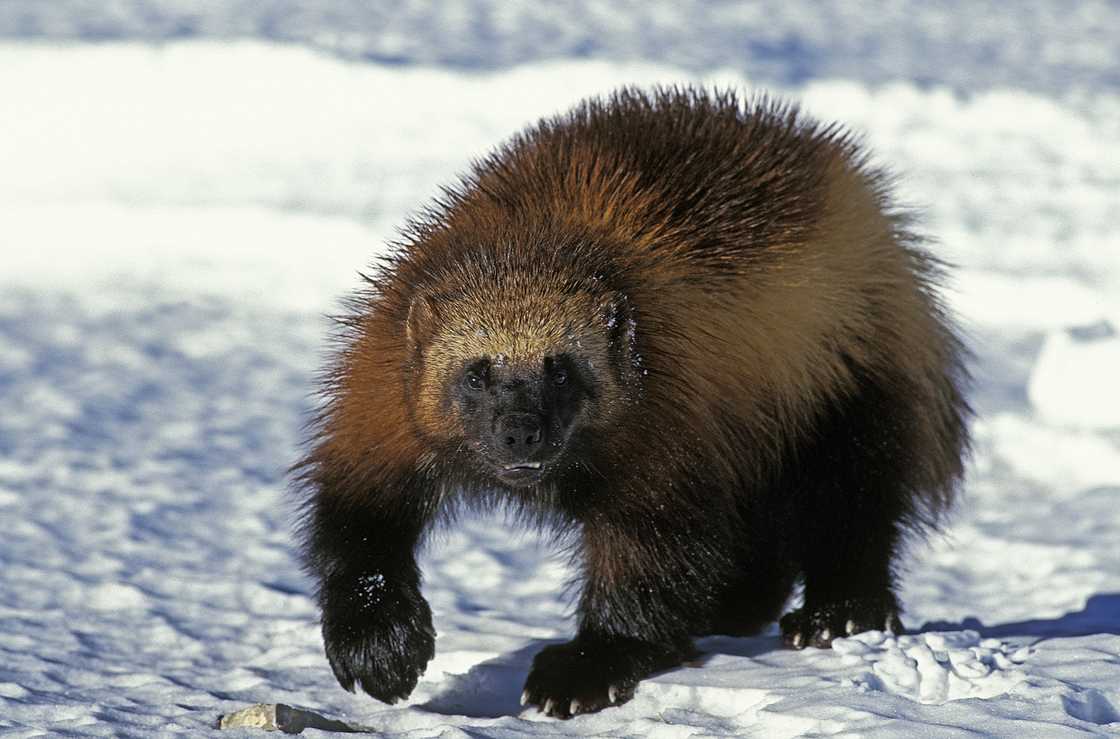 An adult North American Wolverine standing on snow in Canada. An adult North American Wolverine standing on snow in Canada.