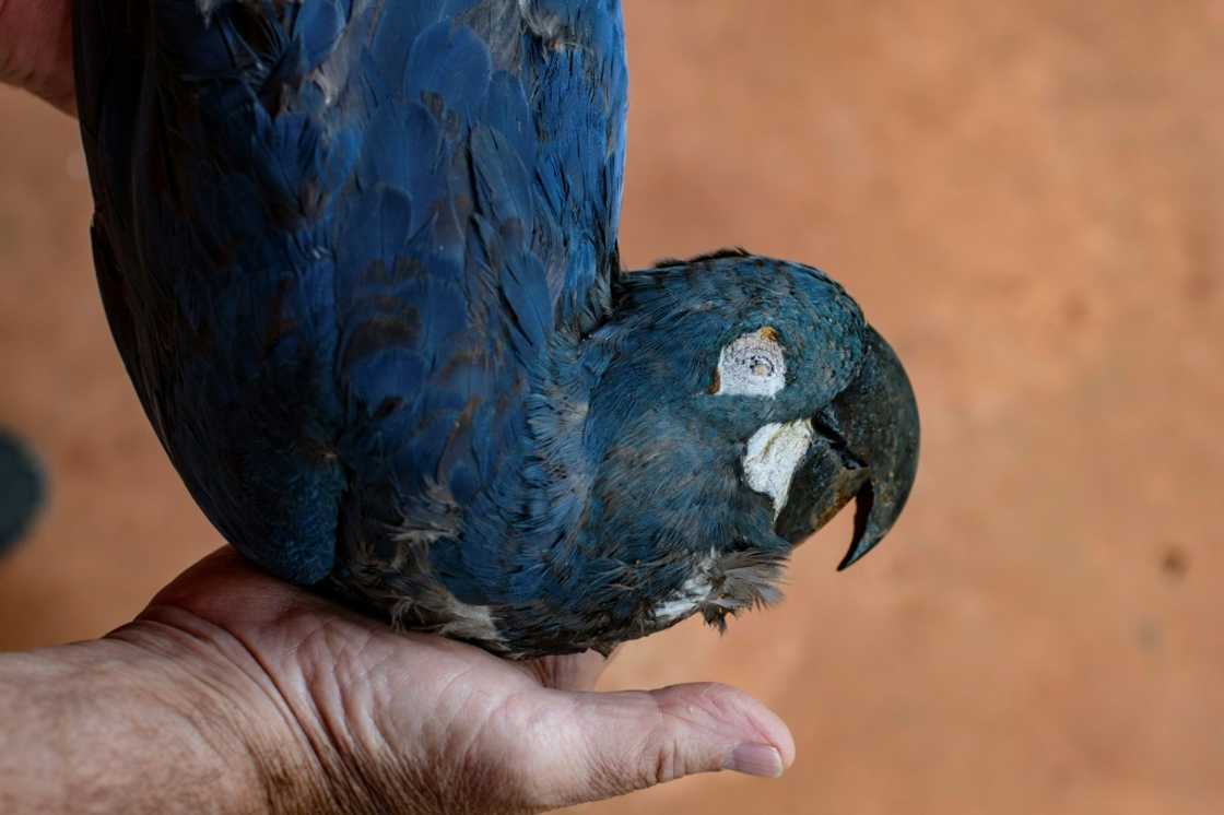 A Lear's macaw (Anodorhynchus leari) was electrocuted after flying into a power grid close to Brazil's Canudos Wind Energy Complex A Lear's macaw (Anodorhynchus leari) was electrocuted after flying into a power grid close to Brazil's Canudos Wind Energy Complex