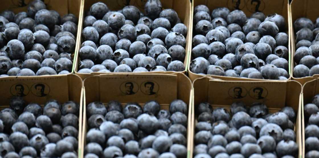 While in 2014, Scottish farmers were paid £17.50 per kilogram for blueberries, today supermarkets pay less than £7, said Thomson While in 2014, Scottish farmers were paid £17.50 per kilogram for blueberries, today supermarkets pay less than £7, said Thomson