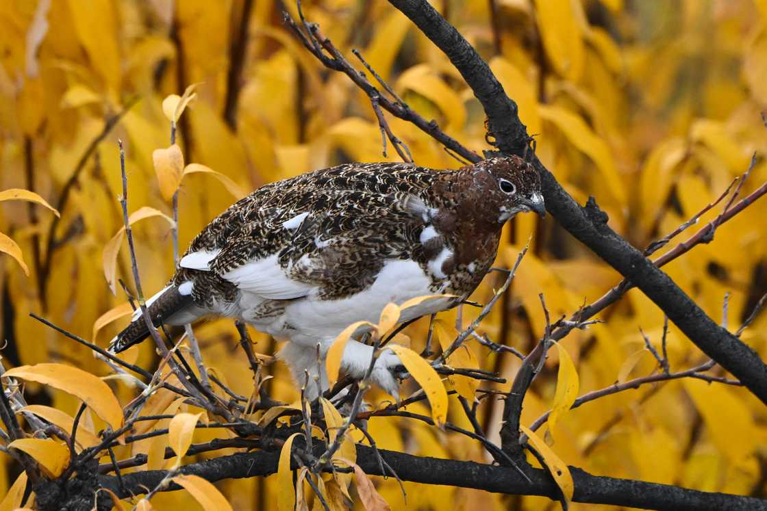 A ptarmigan bird in Denali National Park, Alaska. A ptarmigan bird in Denali National Park, Alaska.