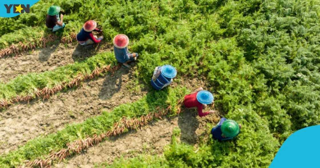 Greener pepper farmer, agriculture, harvesting, Ghanaian man, acre of land. Greener pepper farmer, agriculture, harvesting, Ghanaian man, acre of land.