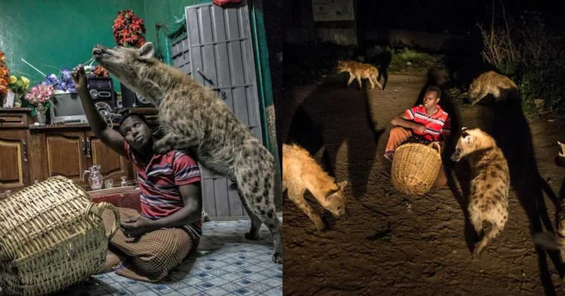 Abbas Yussuf lives with five hyenas in his Ethiopia home. Abbas Yussuf lives with five hyenas in his Ethiopia home.