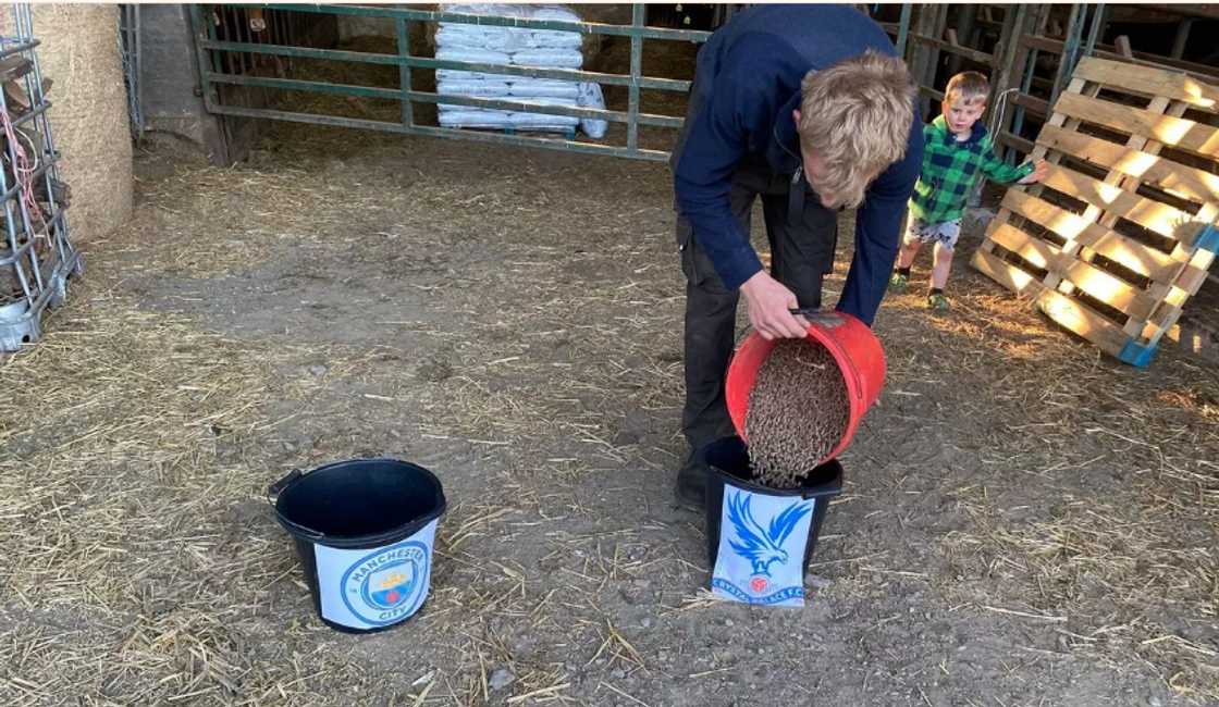 Man City s Crystal Palace: Mystic Cow unanimously predict FA Cup final winner Man City s Crystal Palace: Mystic Cow unanimously predict FA Cup final winner