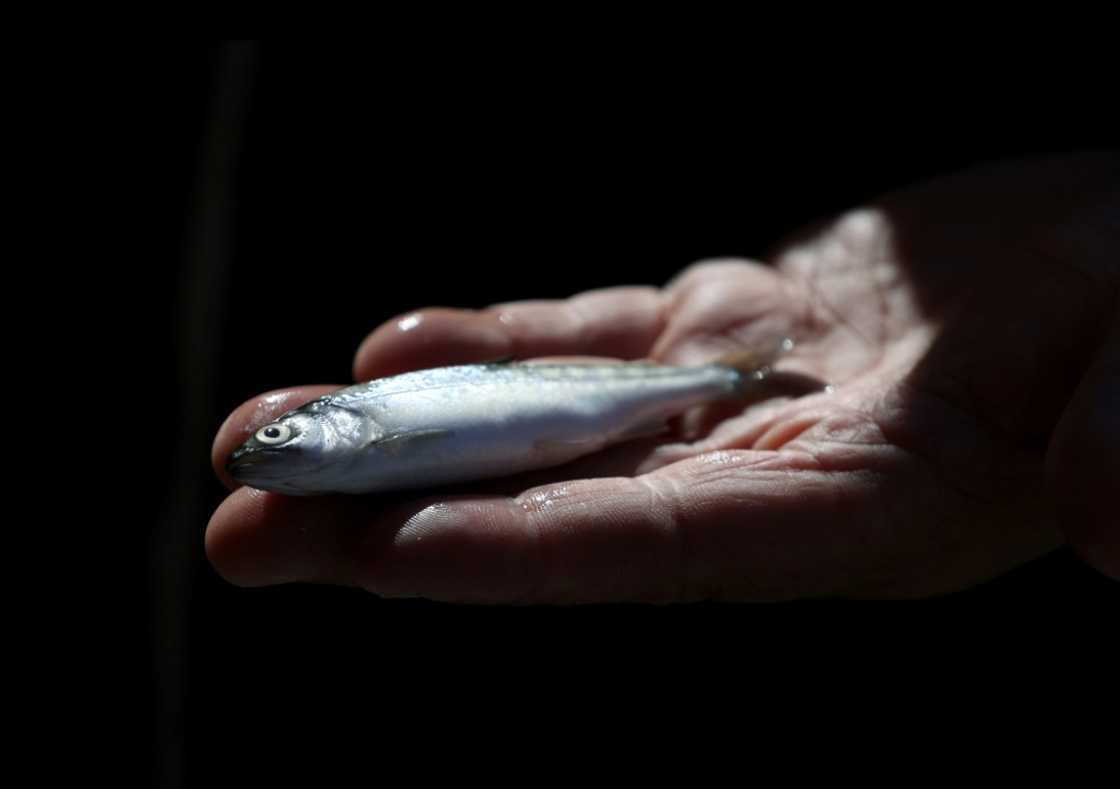 The decline in salmon numbers has been precipitous for at least a decade The decline in salmon numbers has been precipitous for at least a decade