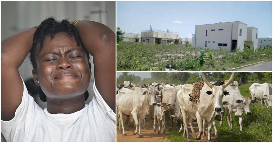 abandoned Saglemi Housing Project abandoned Saglemi Housing Project