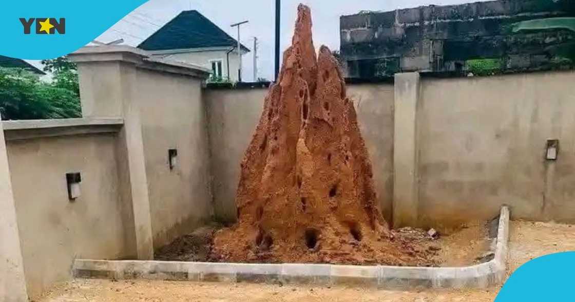 anthill, ghana, residential compount, ghanaian man, keeping anthill, anthill in house