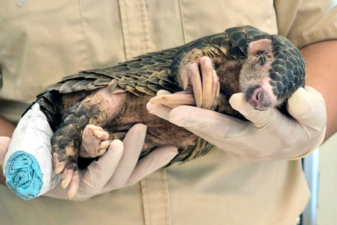 Pangolins, usually prized for their scales, brave a different danger in conservation-conscious Taiwan -- a surging feral dog population Pangolins, usually prized for their scales, brave a different danger in conservation-conscious Taiwan -- a surging feral dog population