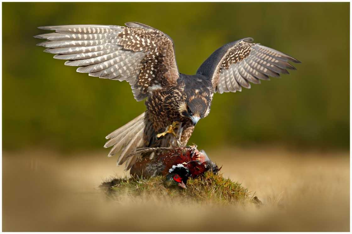 The falcon is feeding on a killed big bird on the green mossy rock with a dark forest in the background.