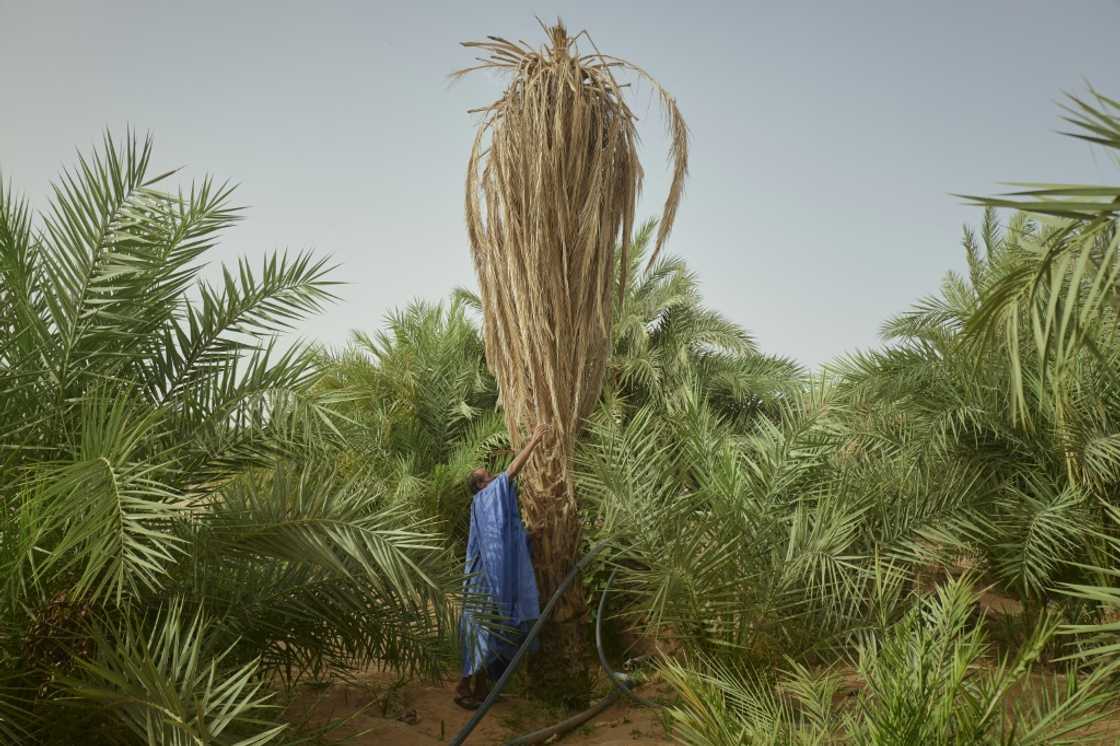 The village of M'Heiret has suffered severe palm tree losses over the years due to droughts and sudden downpours The village of M'Heiret has suffered severe palm tree losses over the years due to droughts and sudden downpours