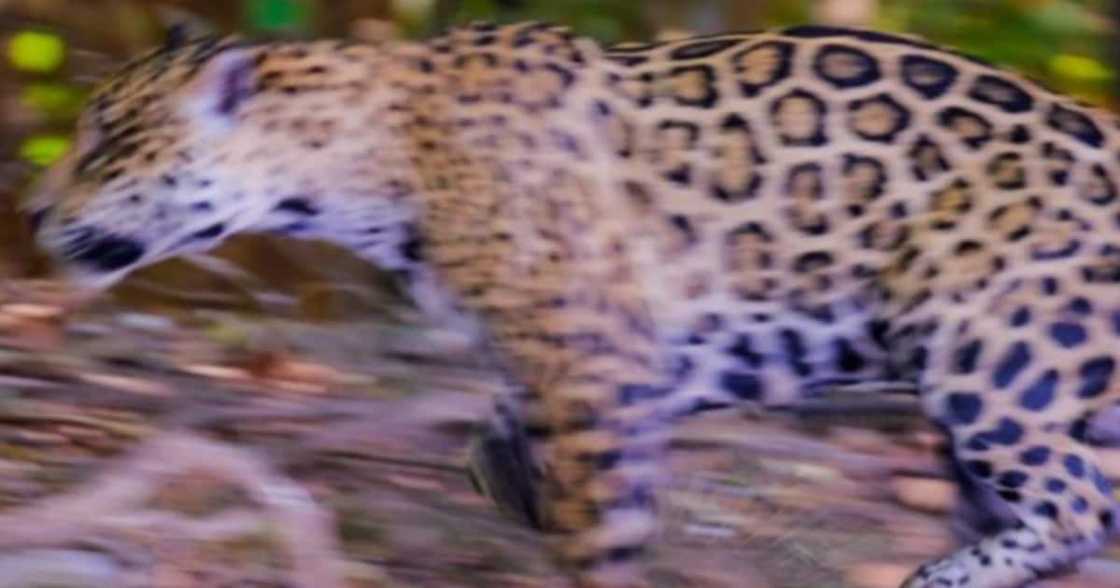 Two Brothers were lucky when one threw the birthday cake on the leopard's face.