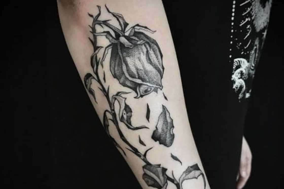 Forearm black and grey dead rose tattoo Forearm black and grey dead rose tattoo