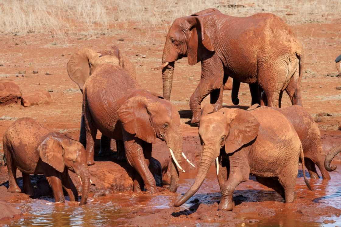 Elephant numbers in Tsavo rose from around 6,000 in the mid-1990s to almost 15,000 in 2021, according to the Kenya Wildlife Service Elephant numbers in Tsavo rose from around 6,000 in the mid-1990s to almost 15,000 in 2021, according to the Kenya Wildlife Service