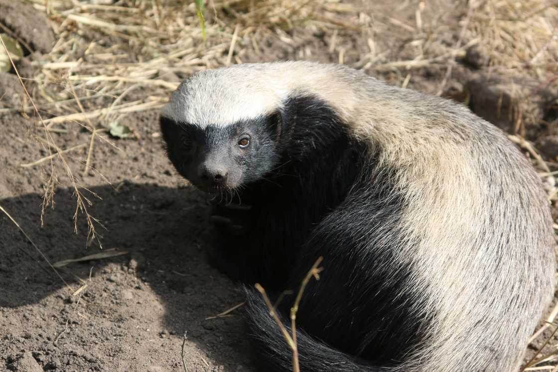 Female Honey Badger (Mellivora capensis)