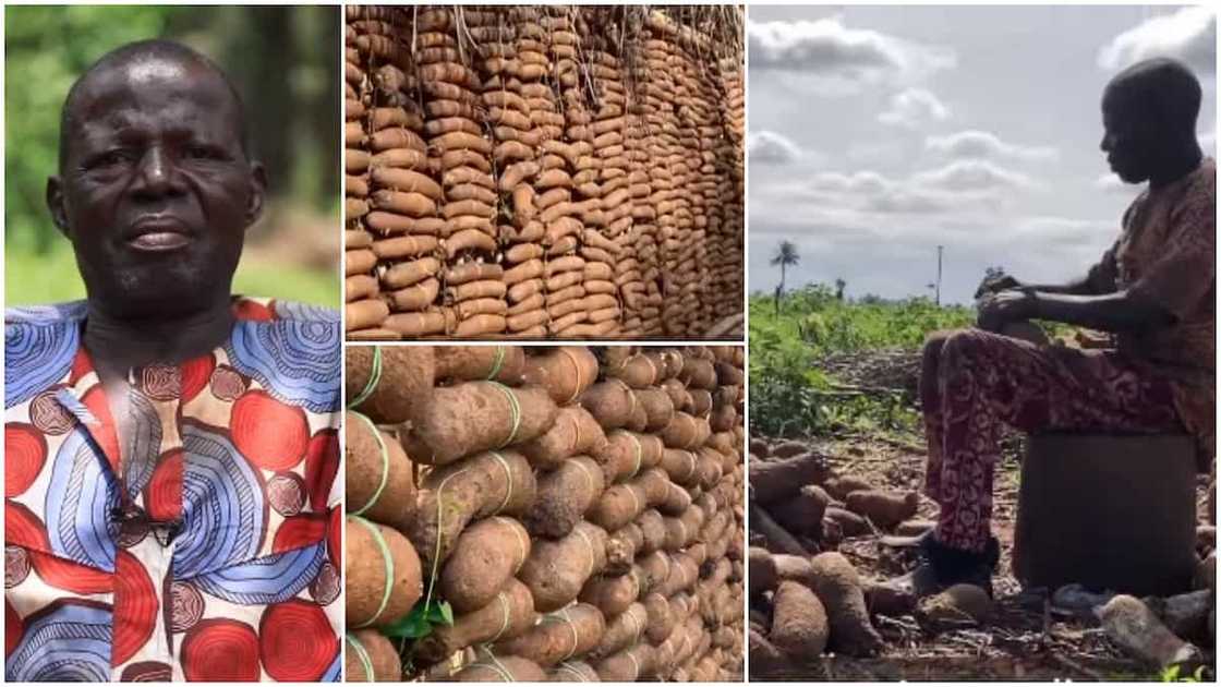 Man shows off his large barn of yams, speaks about it in viral video Man shows off his large barn of yams, speaks about it in viral video