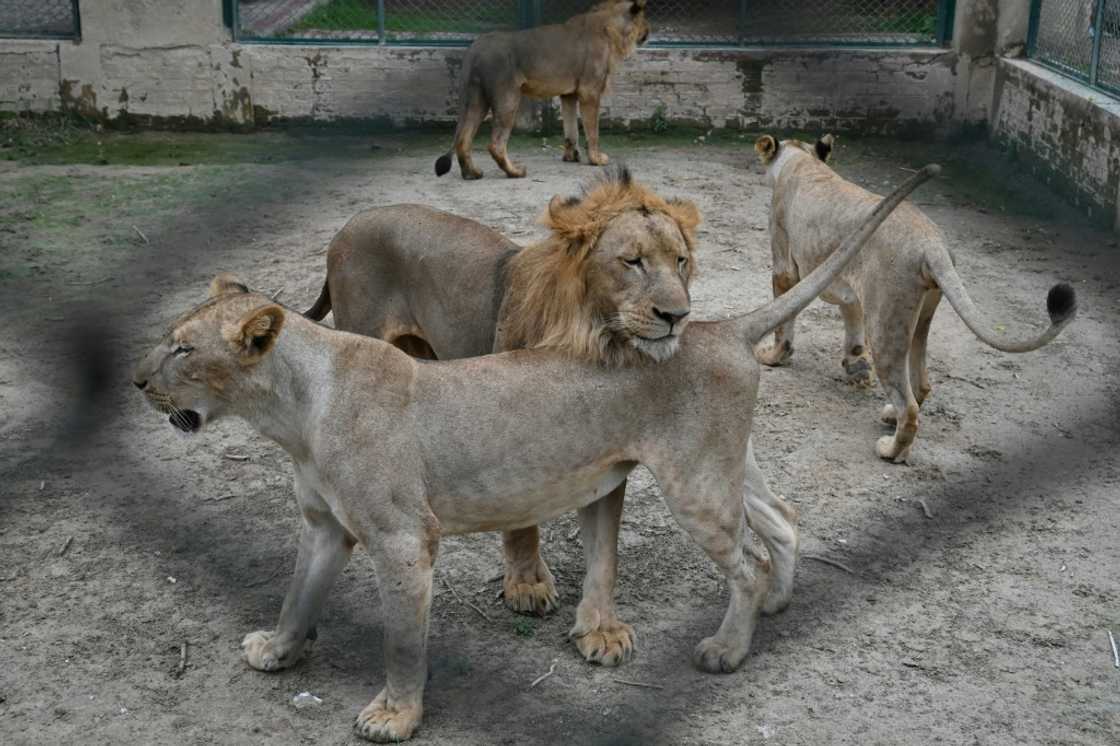 A Pakistan zoo is auctioning off a dozen of its 29 lions to private buyers to free up space A Pakistan zoo is auctioning off a dozen of its 29 lions to private buyers to free up space