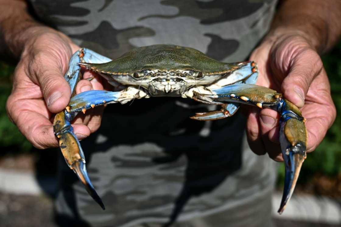 Italy's government is providing economic incentives to those catching and disposing of the blue crabs invading the northeastern coast Italy's government is providing economic incentives to those catching and disposing of the blue crabs invading the northeastern coast