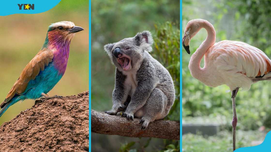 Lilac-breasted rollers, koalas, and flamingos rank among the least intelligent animals in the world