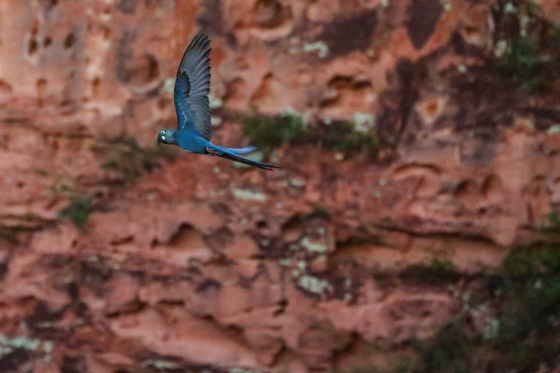 An endangered Lear's macaw (Anodorhynchus leari) flies over a reserve near the Canudos Biological Station, close to the Canudos Wind Energy Complex in Canudos, Bahia state, Brazil, on May 5, 2023 An endangered Lear's macaw (Anodorhynchus leari) flies over a reserve near the Canudos Biological Station, close to the Canudos Wind Energy Complex in Canudos, Bahia state, Brazil, on May 5, 2023