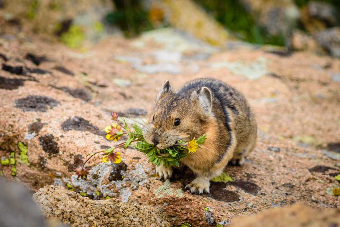 Pika with flowers in its mouth Pika with flowers in its mouth