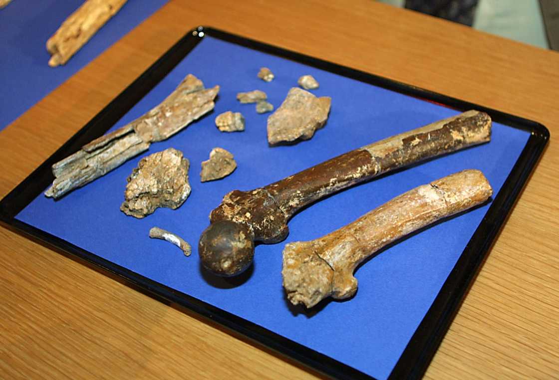 Ancient fossils found in Kenya have strengthened the 'Out of Africa' theory of human colonisation of the plant Ancient fossils found in Kenya have strengthened the 'Out of Africa' theory of human colonisation of the plant