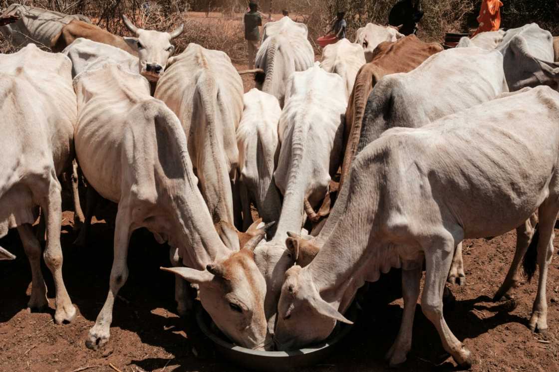 Devastating drought is gripping the Horn of Africa after four failed rainy seasons in a row Devastating drought is gripping the Horn of Africa after four failed rainy seasons in a row