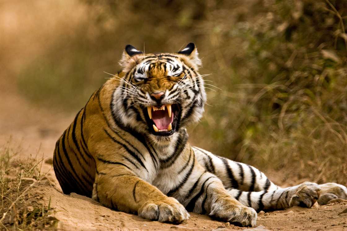 Tiger snarling in Ranthambore, Rajasthan