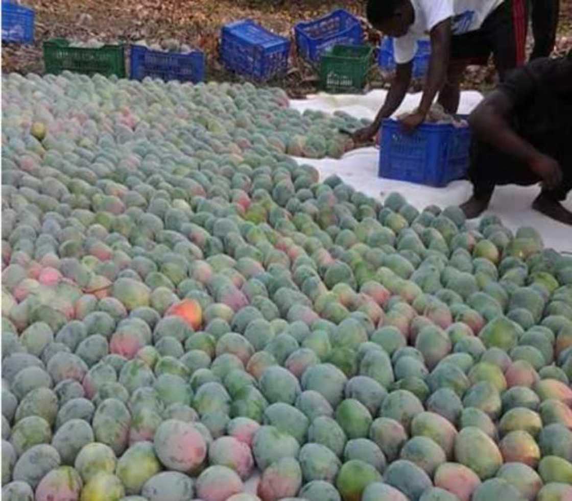 Meet 23-year-old successful mango farmer Meet 23-year-old successful mango farmer