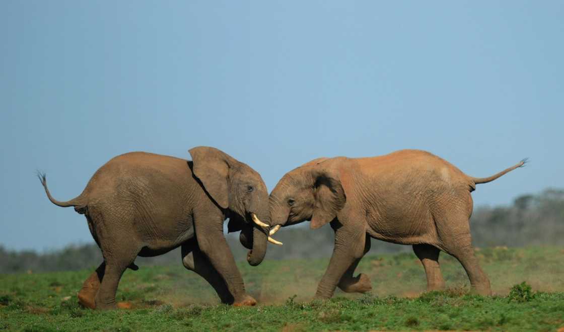 Some critics of the project are concerned noise from the turbines might disturb elephants living in the park